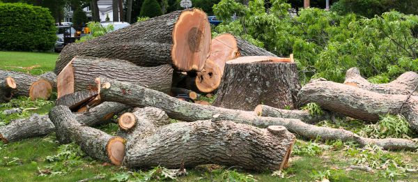 Cost of Large Tree Removal in Scottsdale