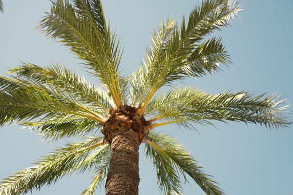 Cost of Palm Tree Removal in Scottsdale