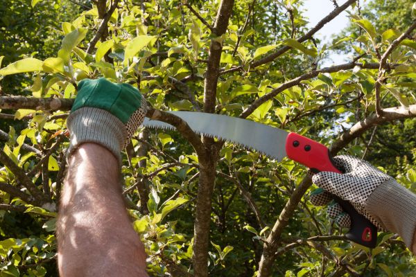 Cost of Small Tree Removal in Scottsdale