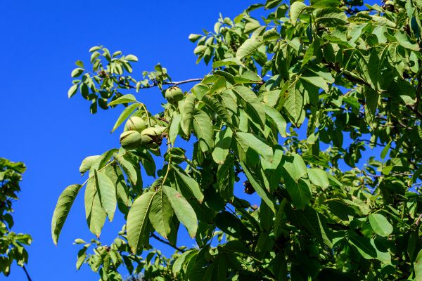 Cost of Walnut Tree Removal in Scottsdale