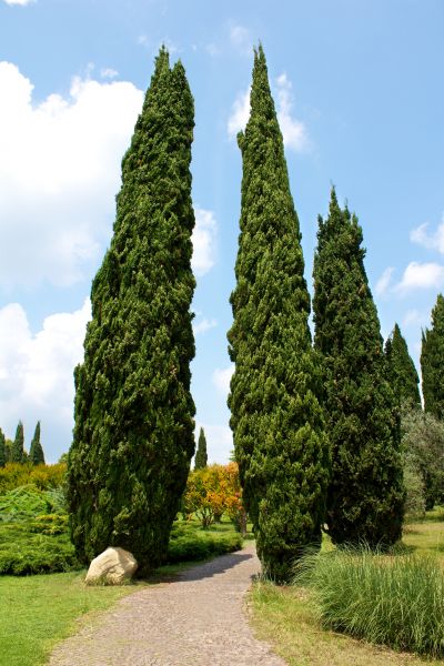 Cost of Cypress Tree Removal in Scottsdale