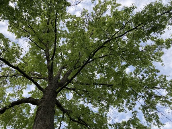 Cost of Oak Tree Removal in Scottsdale