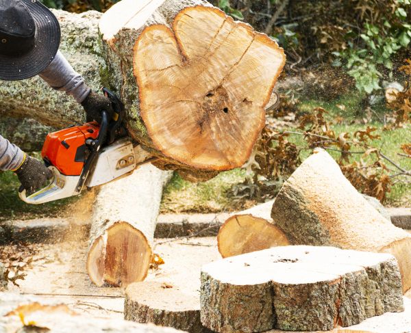 Cost of Tree Removal Service in Scottsdale