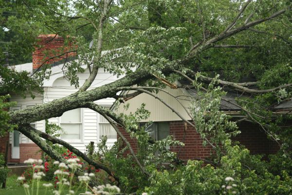 Cost of Emergency Tree Removal in Scottsdale