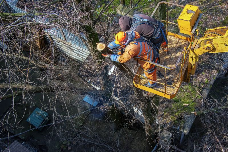 Tree Removal