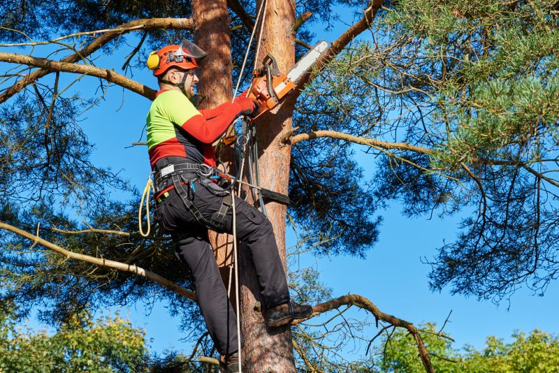 Tree Cutting Equipment
