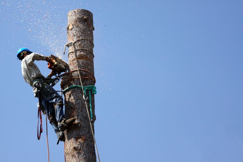 Uprooted Tree Extraction