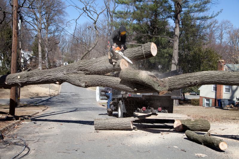 Hazard Tree Removal