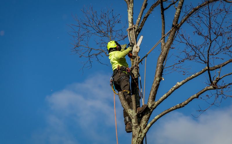 Spring Tree Removal