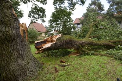 Fall Tree Removal