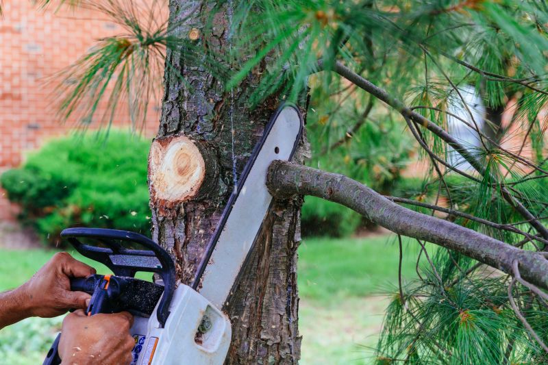 Tree Cutting in Dormant Season