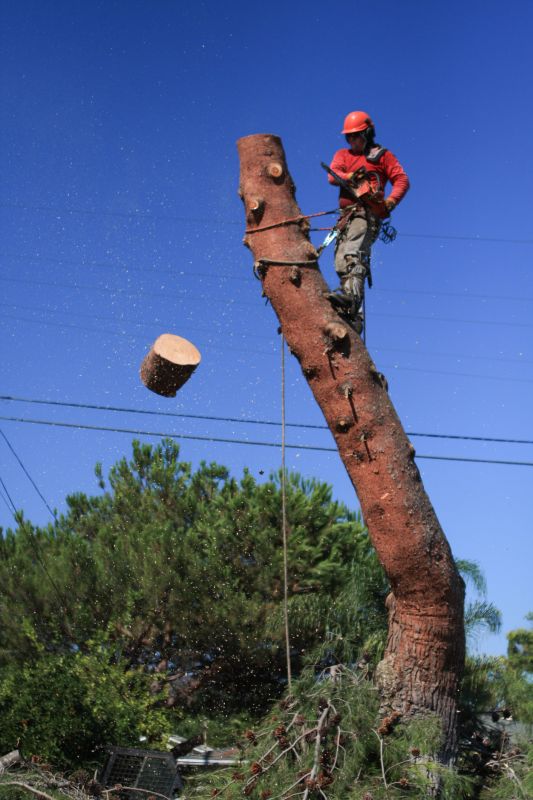 Tree Cutting in Action