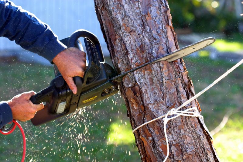 Certified Tree Removal Experts