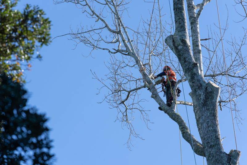 Experienced Tree Care Specialists